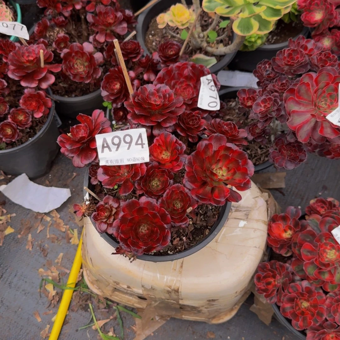 琦***婆994多肉植物法师号