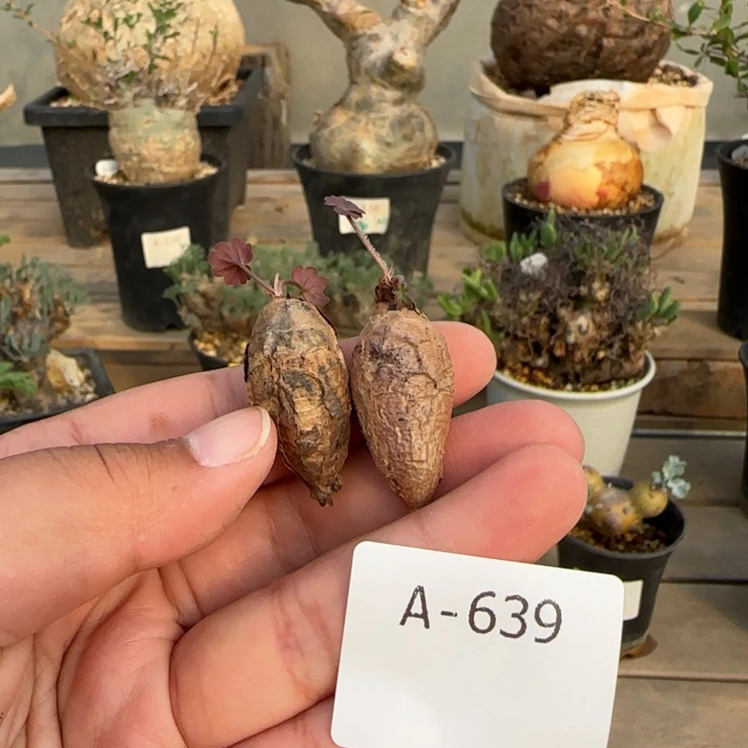 639肾叶洋葵块根植物