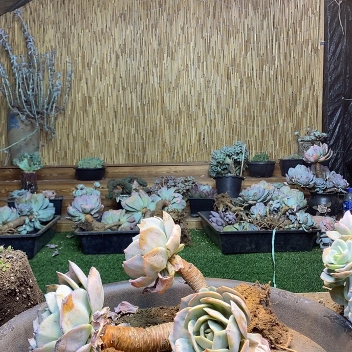 拿***下59 号白凤多肉植物