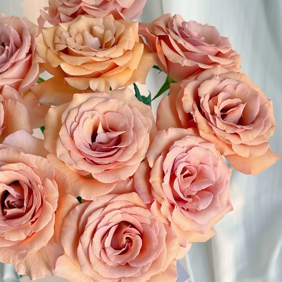 莫泊云南基地直发新鲜采摘鲜花家用花束