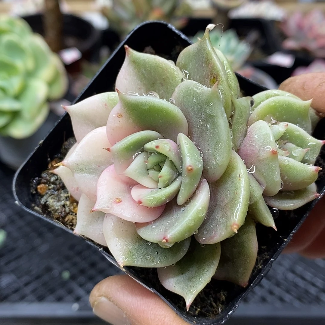 1610 贝加尔湖花脸锦
