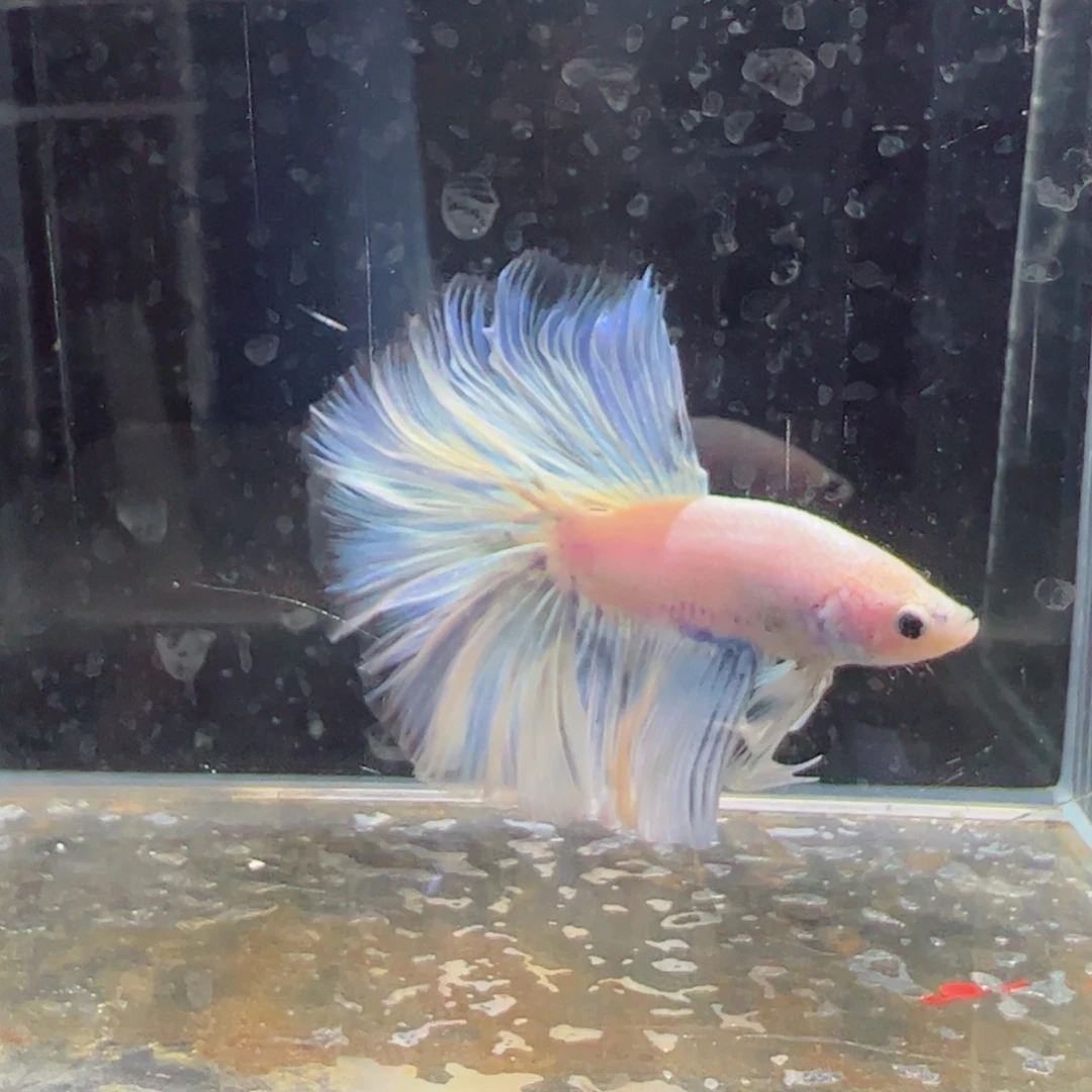 斗鱼浅色特殊尾hhhh