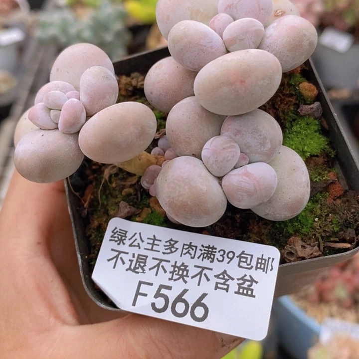 芭比奶洛566多肉植物