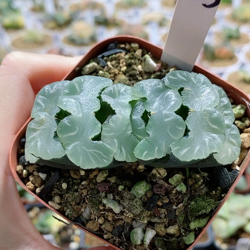 【闪购商品】143稻妻鬼岩城玉扇