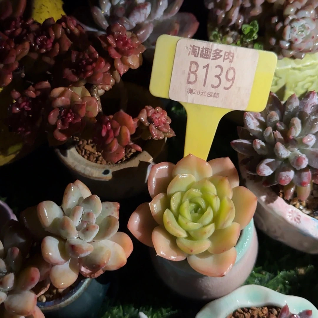 吉***㲺多肉植物绿钻单头