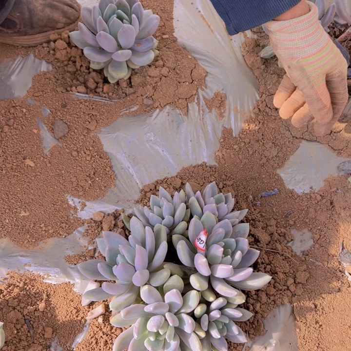 漫***妈地栽胖美人手捧一棵昆明发货