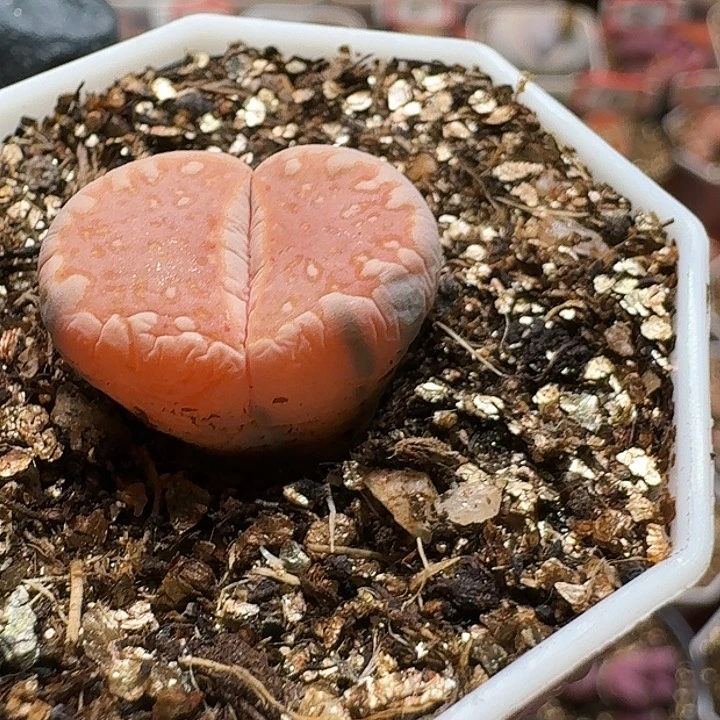 生石花233:：：。  53