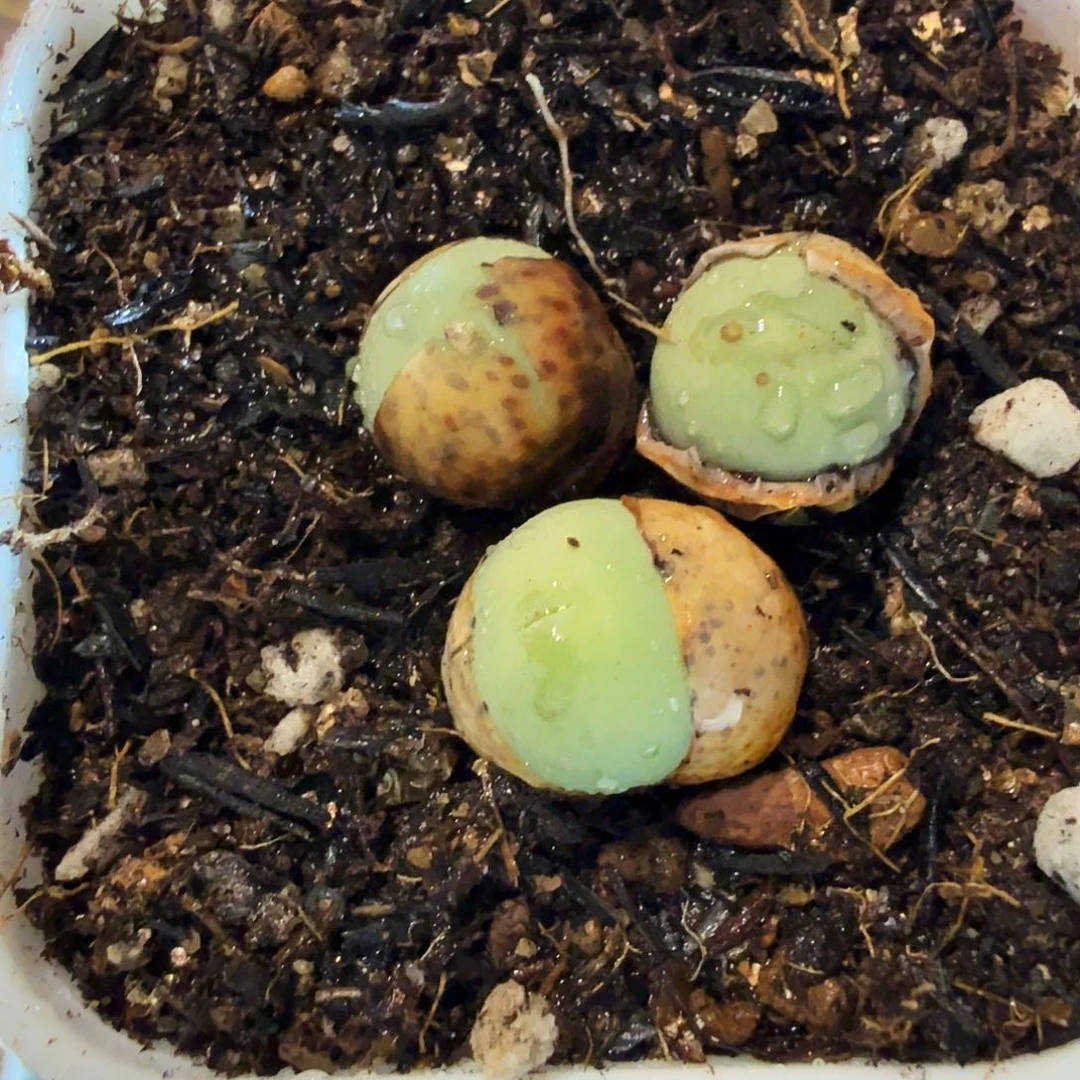 咖***逗多肉植物的生长发育和56