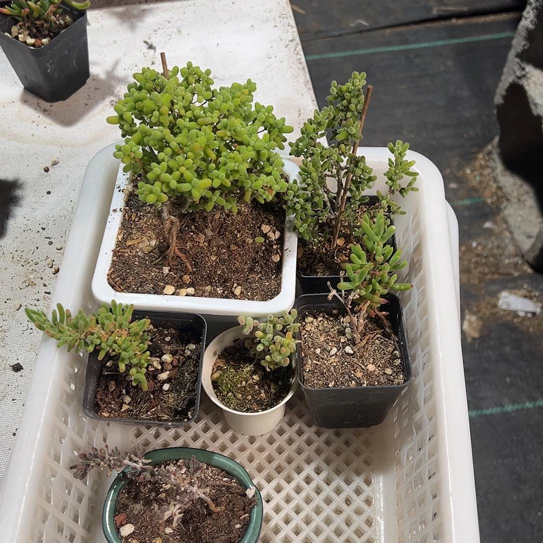 金桔糖球造型桩1801