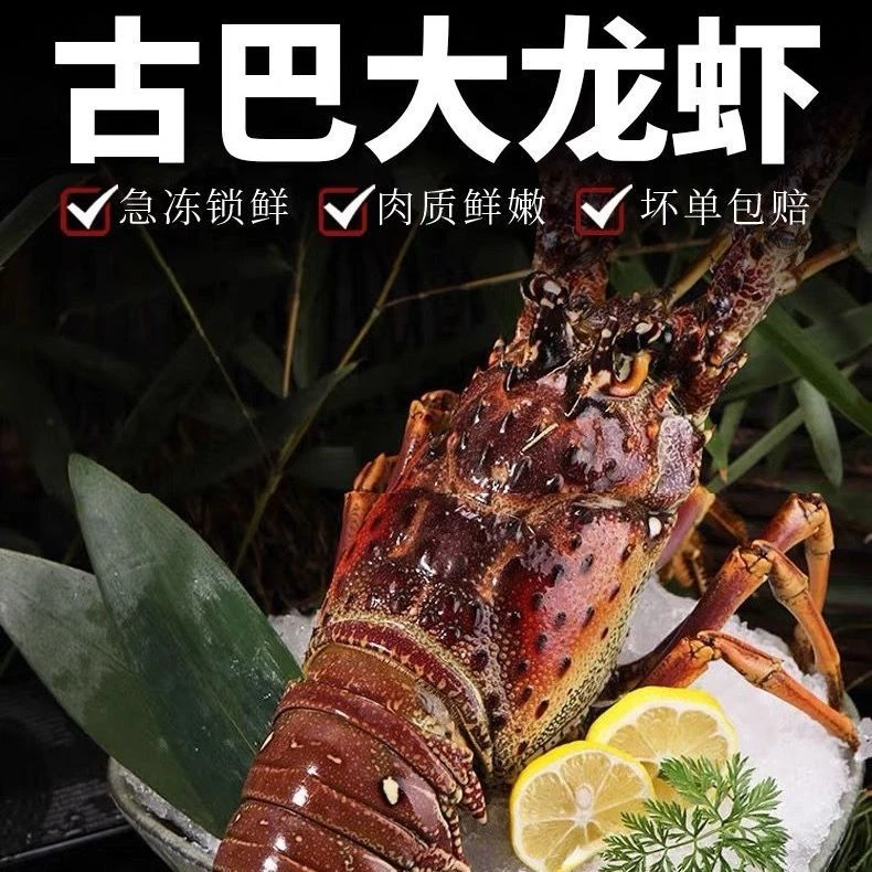 【顺丰空运】古巴龙虾鲜活冷冻巴西龙虾生冻海鲜水产1-5斤装超大
