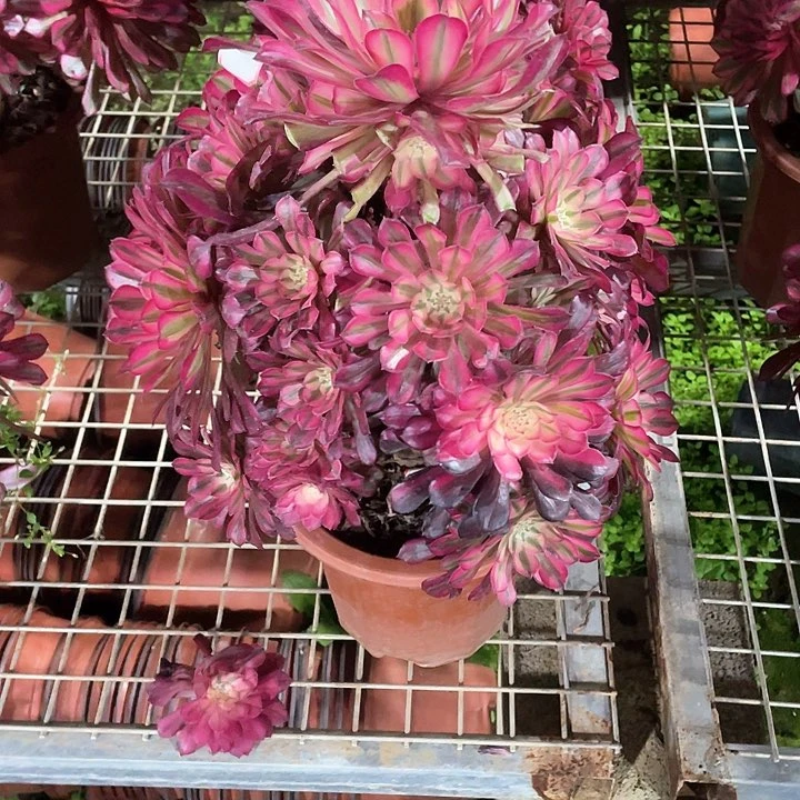 不**续489 多肉法师 铜壶白