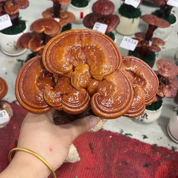 无花朵88888888888888888