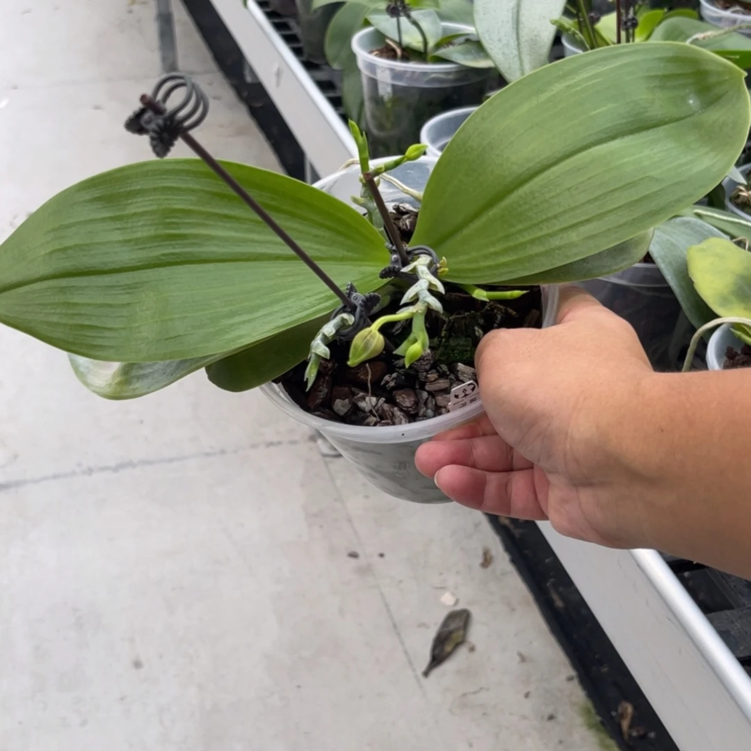 完全开放825 5寸五梗蓝企鹅 一物一拍