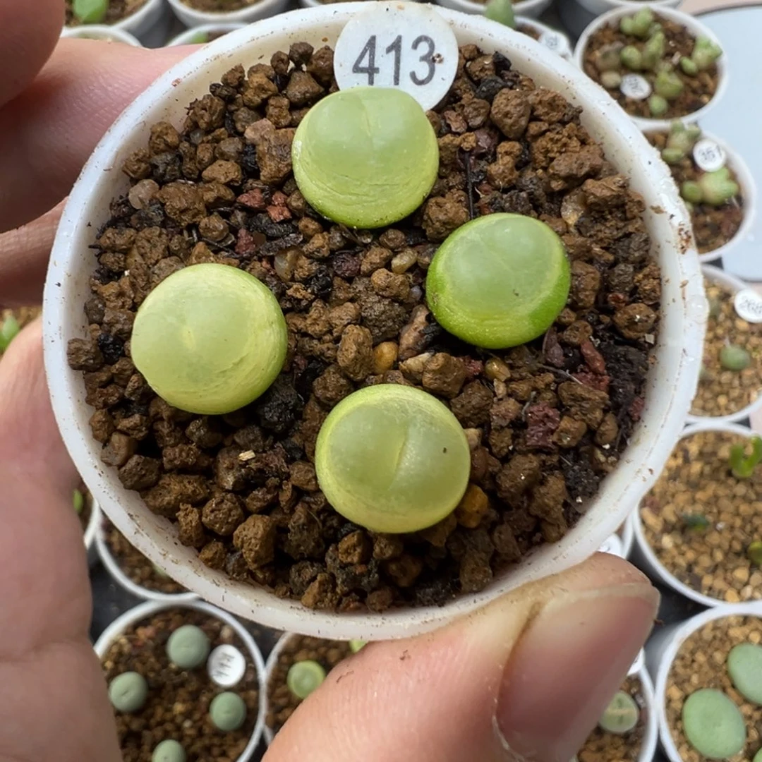 拉登一颗脱土4130000
