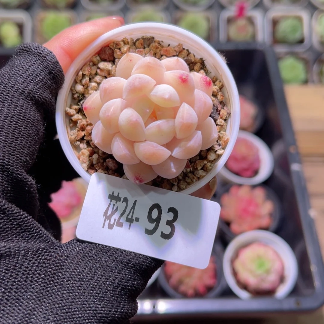 花24-93明月心单头