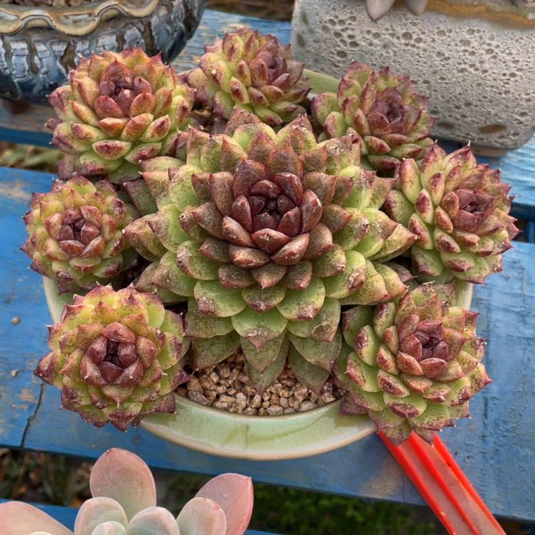 豆总多肉黑水晶群