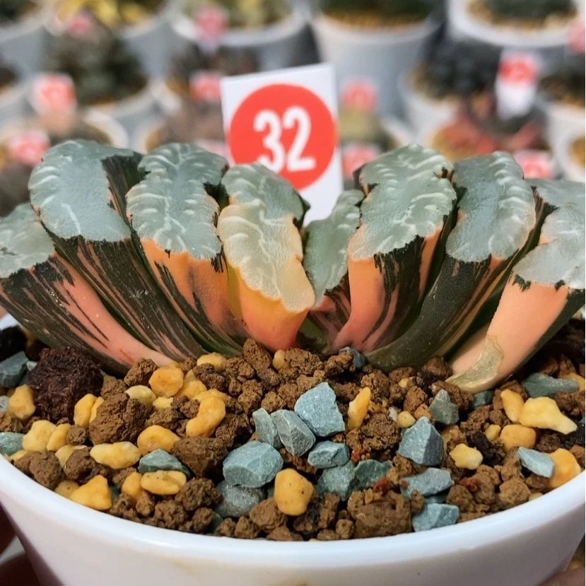 【闪购商品】晚*风隼X猛犸32