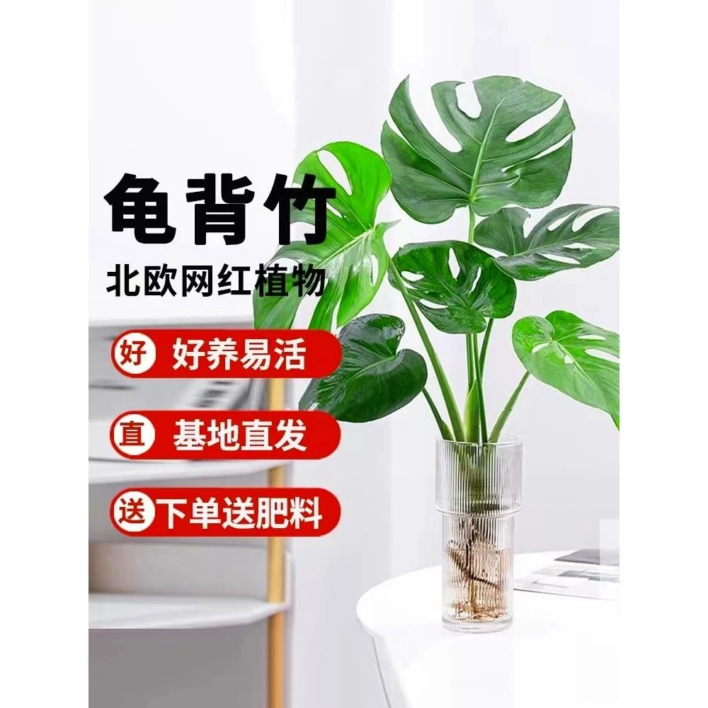 水培龟背竹盆栽净化空气水养富贵竹室内客厅绿植物好养桌面