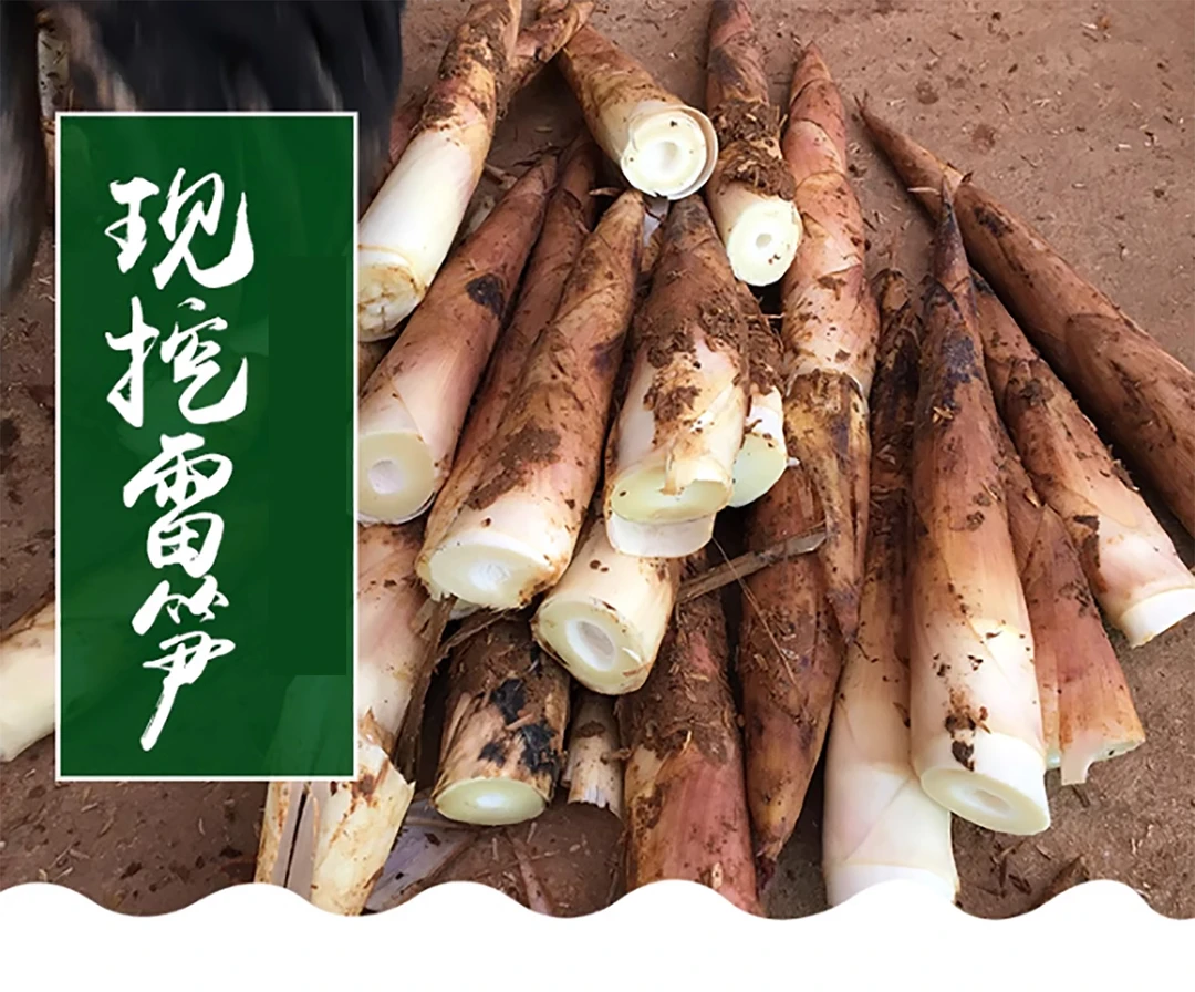 大春笋江西弋阳雷笋鲜嫩脆爽现挖去老根雷笋