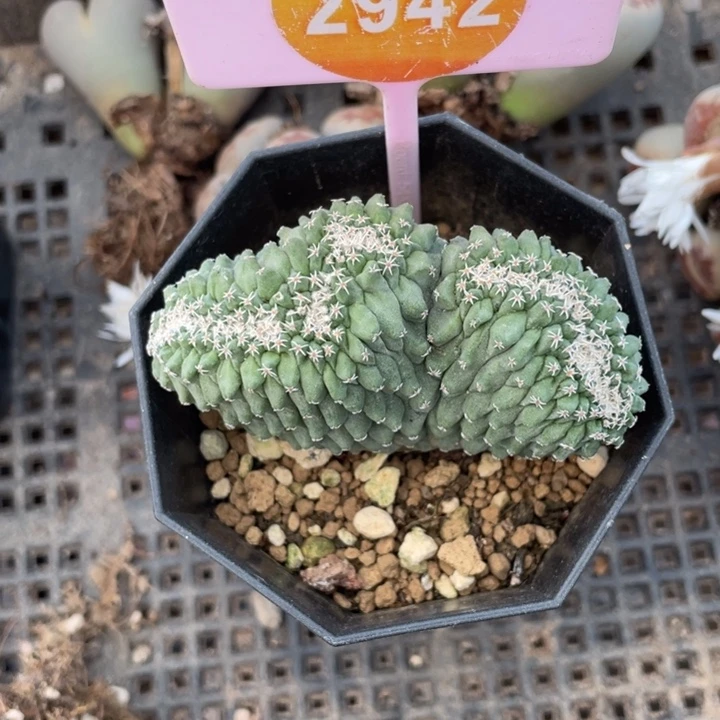 实生菊水缀29420000000