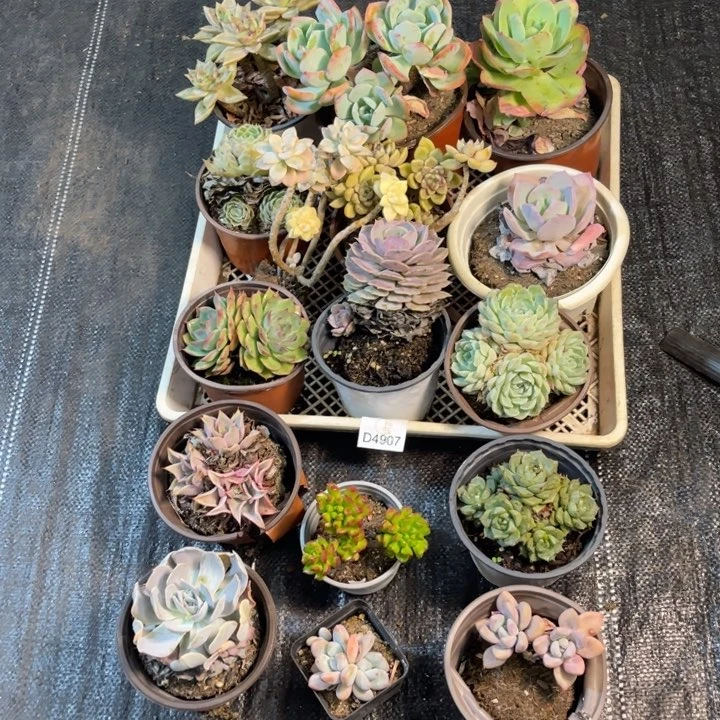 不包断16个多肉4907