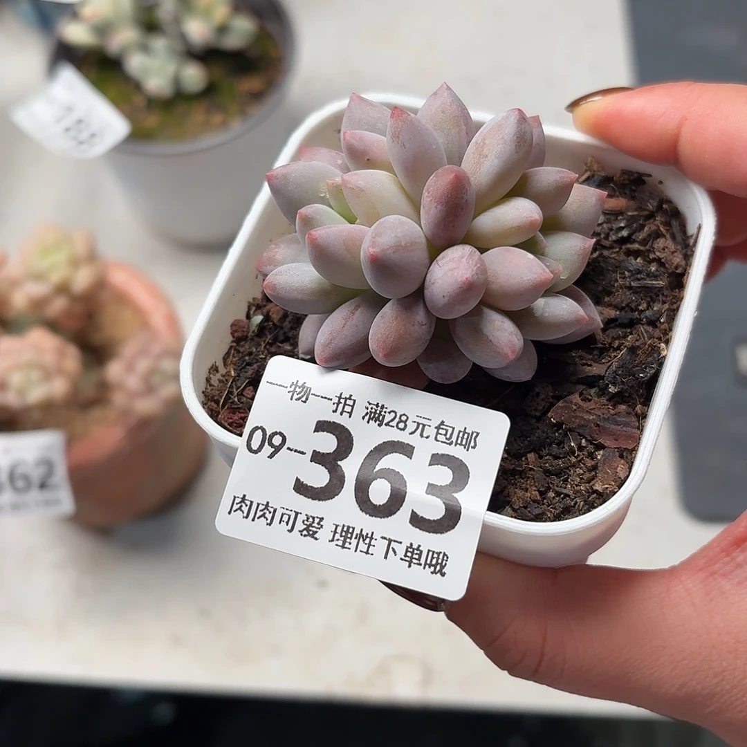 半夏多肉无盆土发货无盆