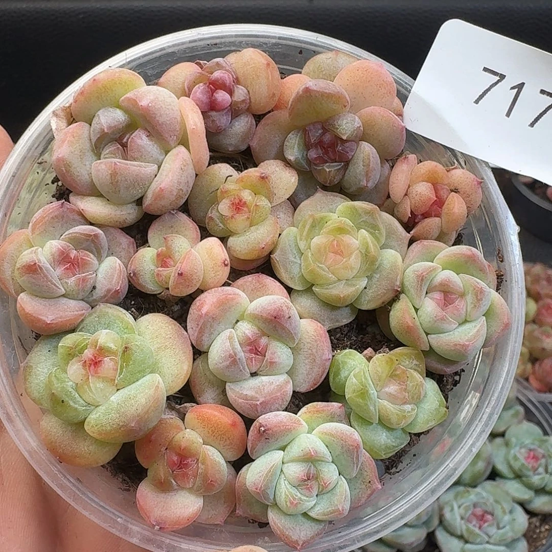 一物一拍一物一拍917-717