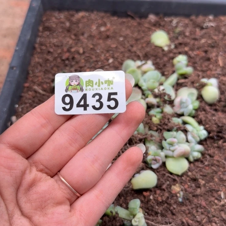 蜜***兔多肉植物多肉植物