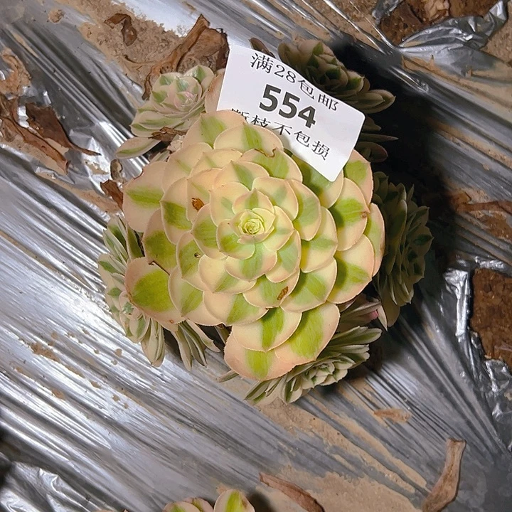 554荔枝多肉植物保护