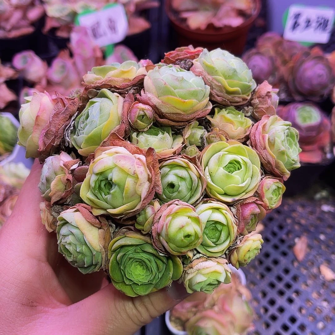 洛丽塔 非偏远包邮 多肉