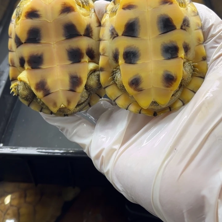 母宠物龟8.3-8.4厘米两母