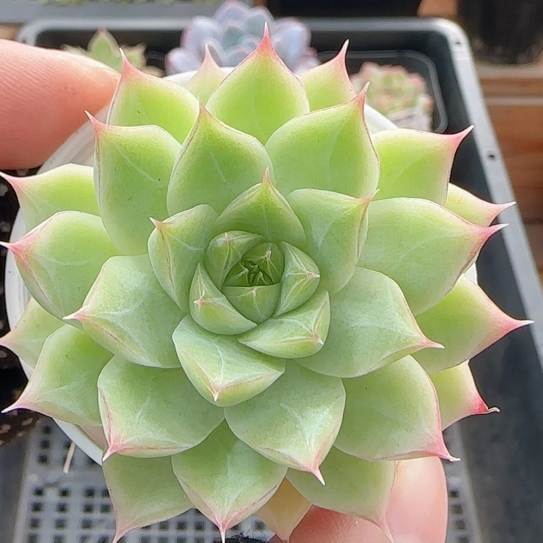 多肉A0A0--141女王玫瑰