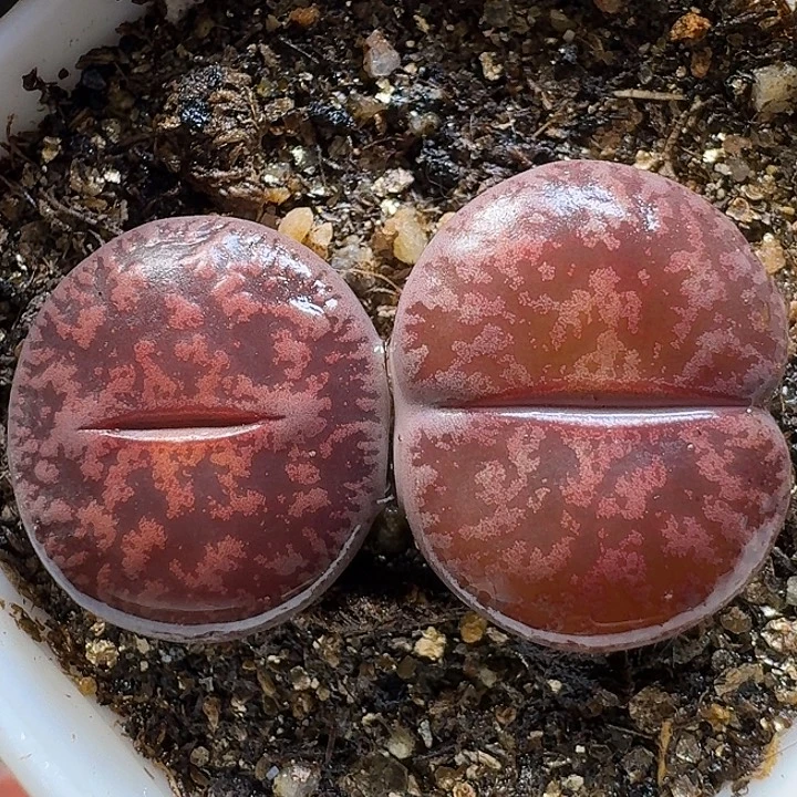 生石花11111111。  170