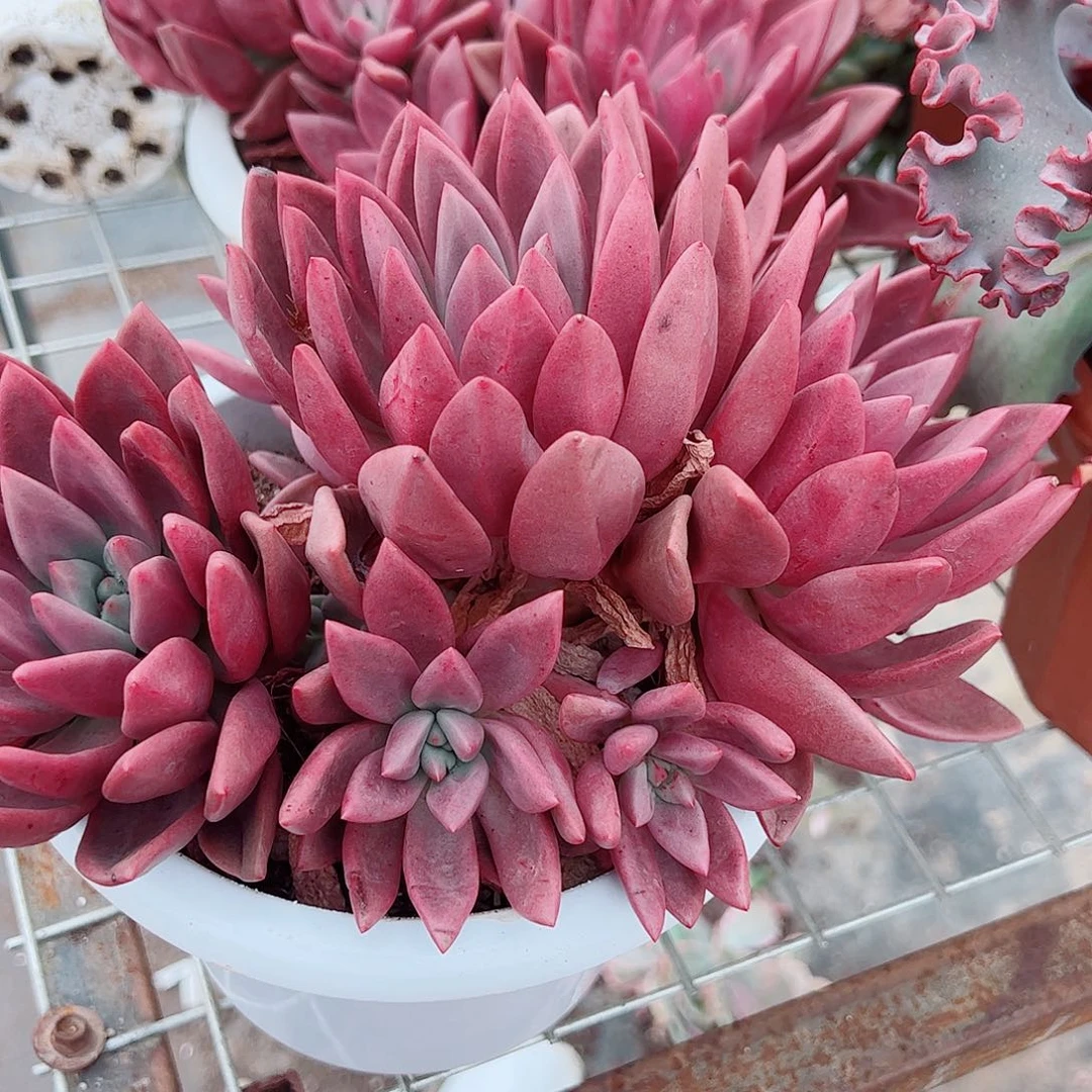 桃花源三大头起发超级大精品