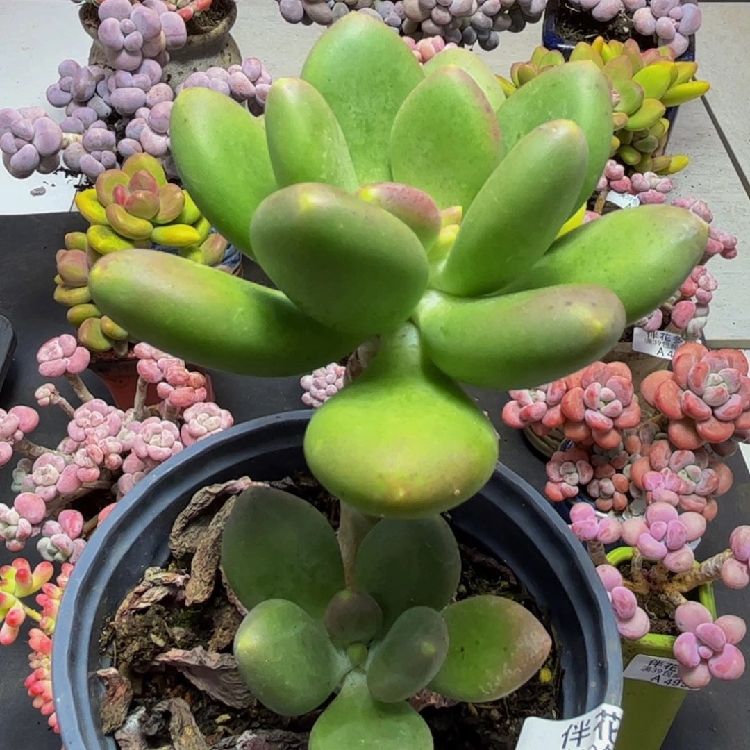 759芒果奶9cm多肉植物