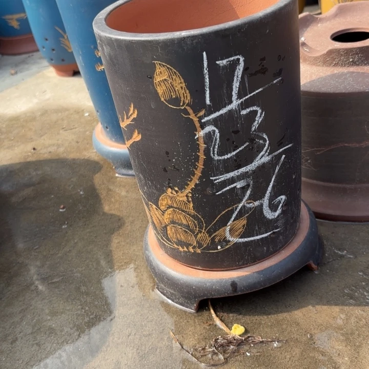 花盆紫砂紫砂的花