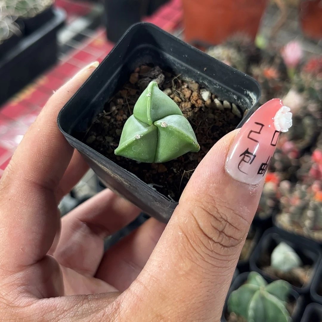 精选三角鸾凤玉单头发货