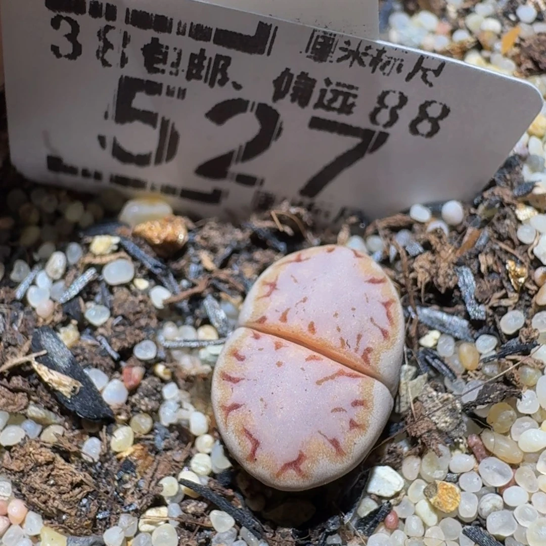 Ssss精品生石花527