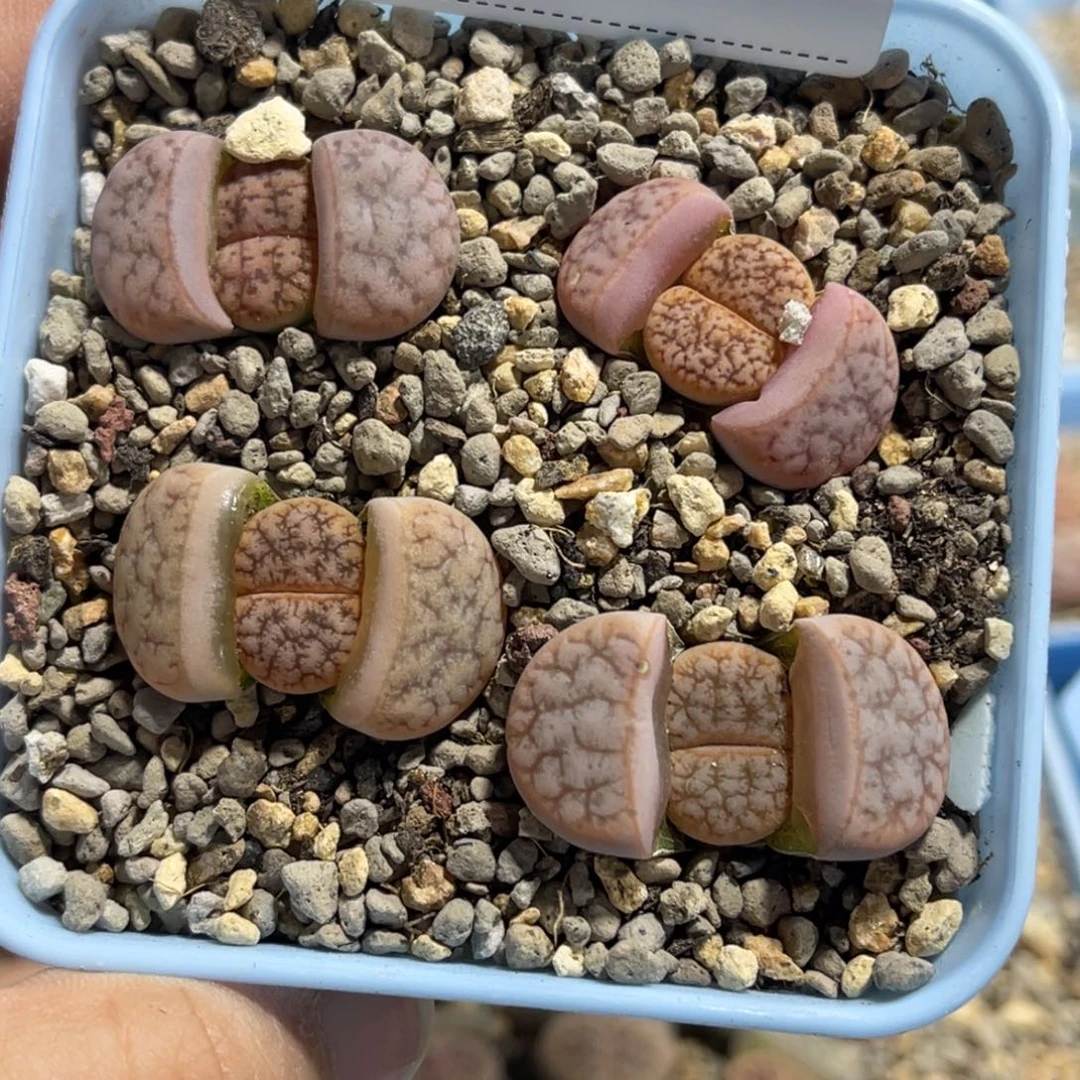 7875源氏玉4颗尺寸1.8