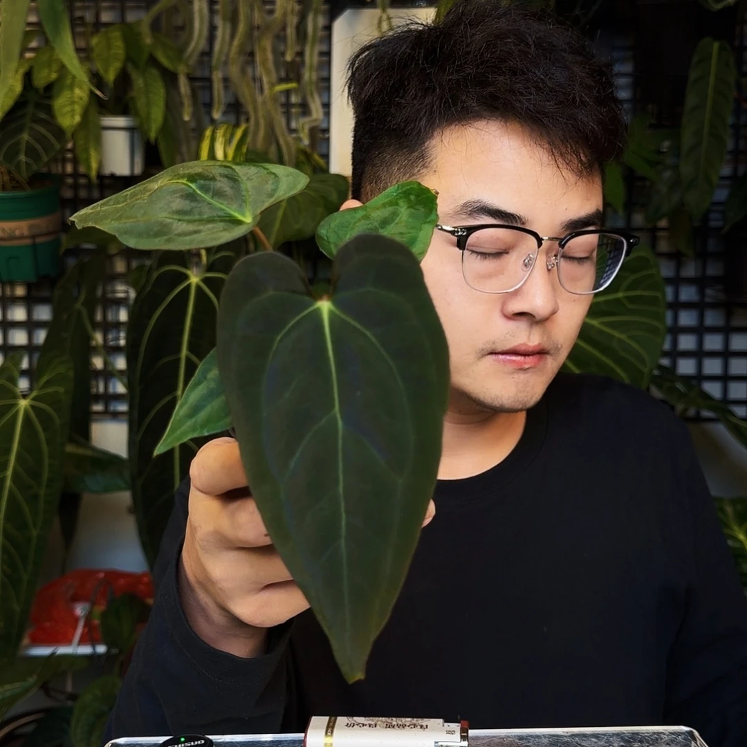J***n完全开放B194黑桃杂papiblue