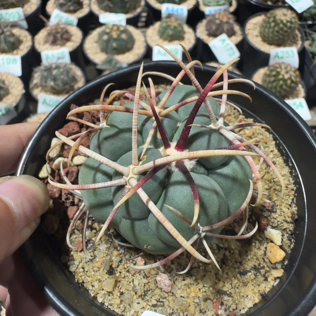 菲冠龙实生仙人球271