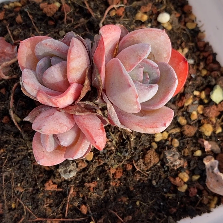 米*布鲁兰老桩多肉植物