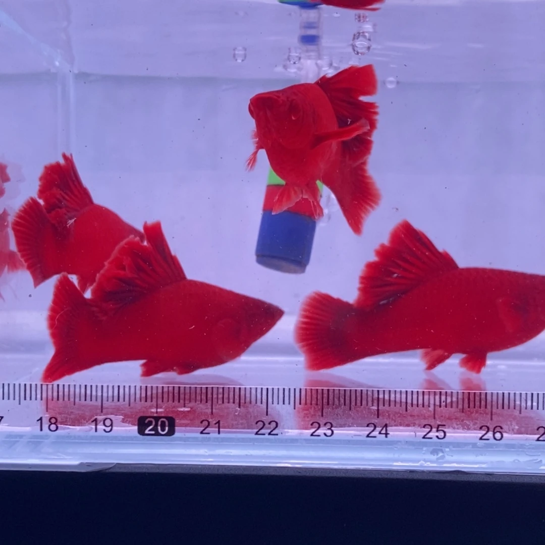 红剑鱼红剑成鱼种母4条