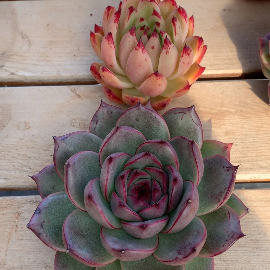 东云一物一拍…………