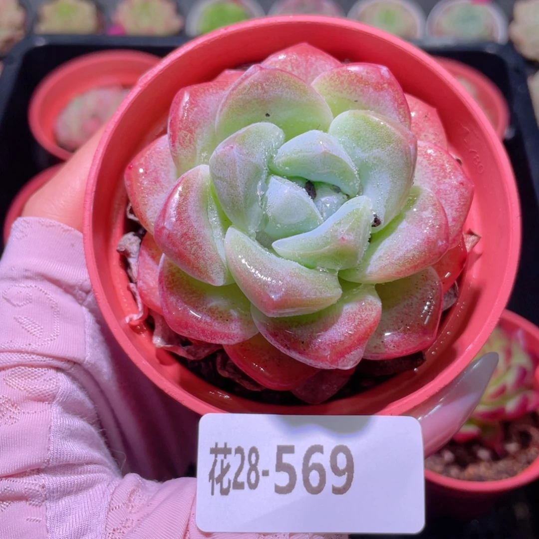 花利美28-569冰玉