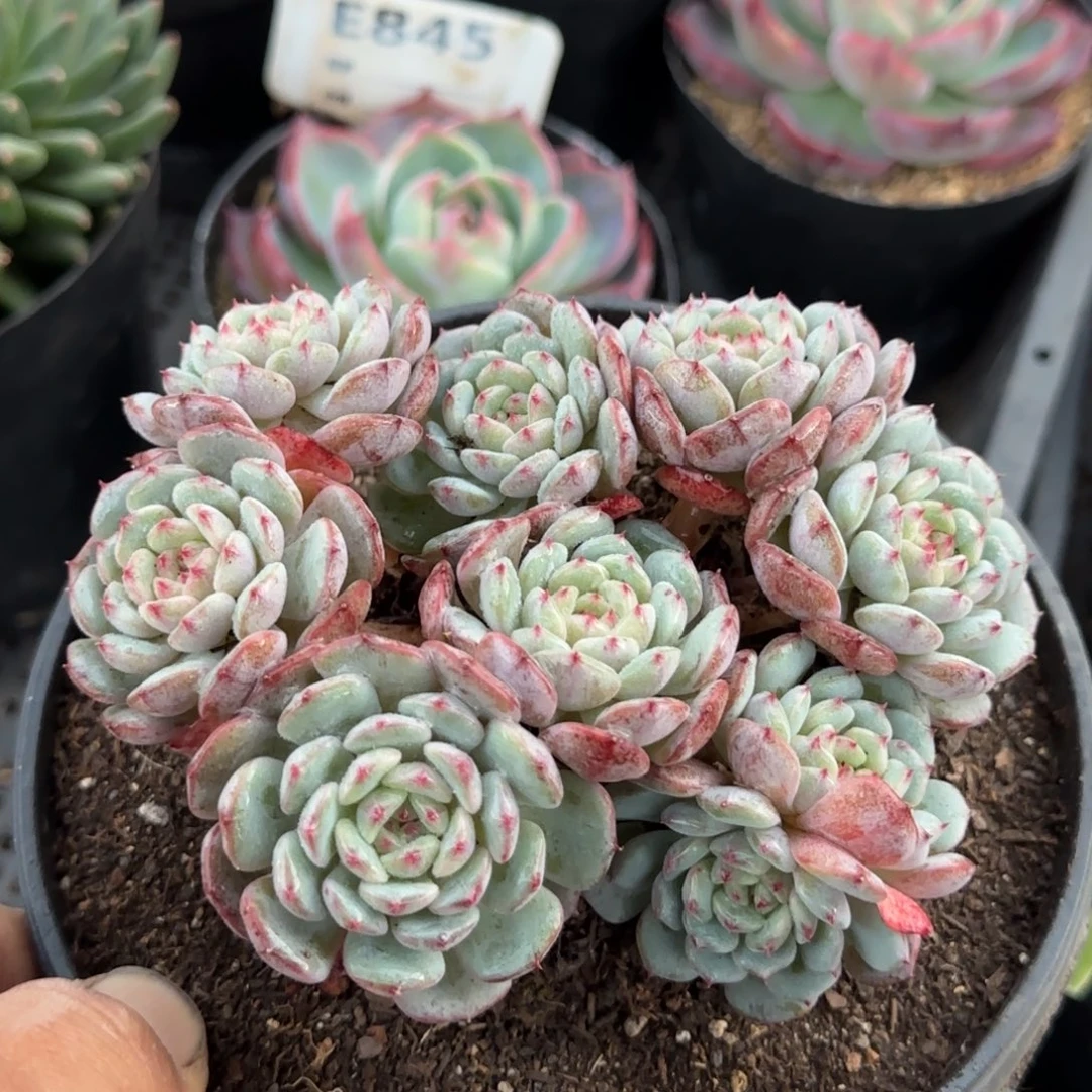 白胖子惊鸿一物一拍包装收缩花旱