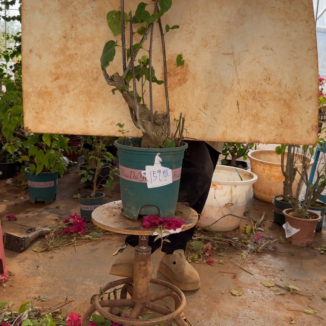 大部分花苞少量开放末代皇帝 159脱