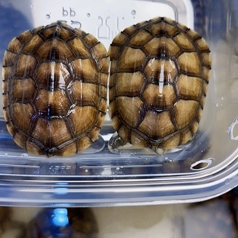 母绿毛龟 小青两个