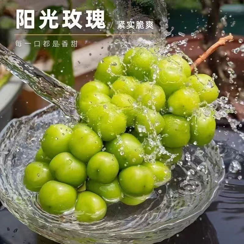 【顺丰发货】新鲜当季阳光玫瑰葡萄果园彩箱+气泡柱发货