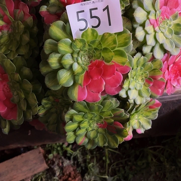 囡***囡多肉植物福利来551个